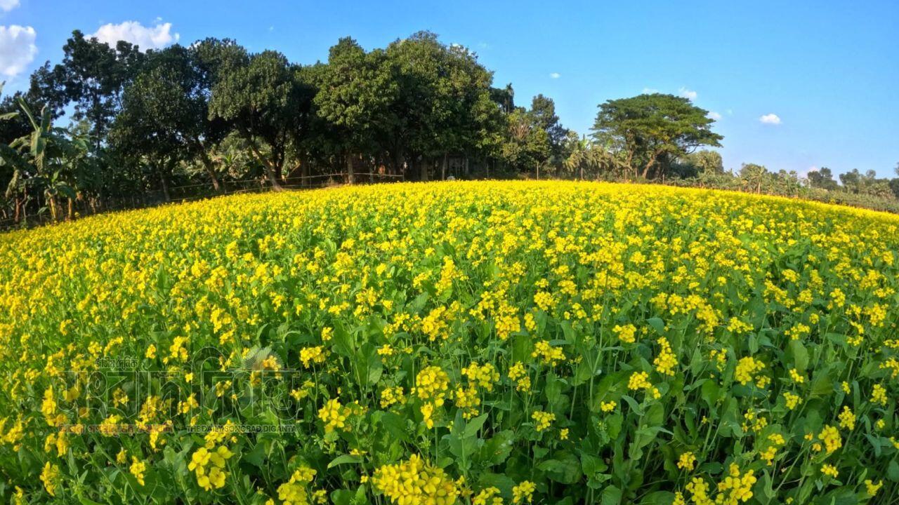 নেত্রকোনায় সরিষার বাম্পার ফলন, কৃষকের মুখে আনন্দের হাসি