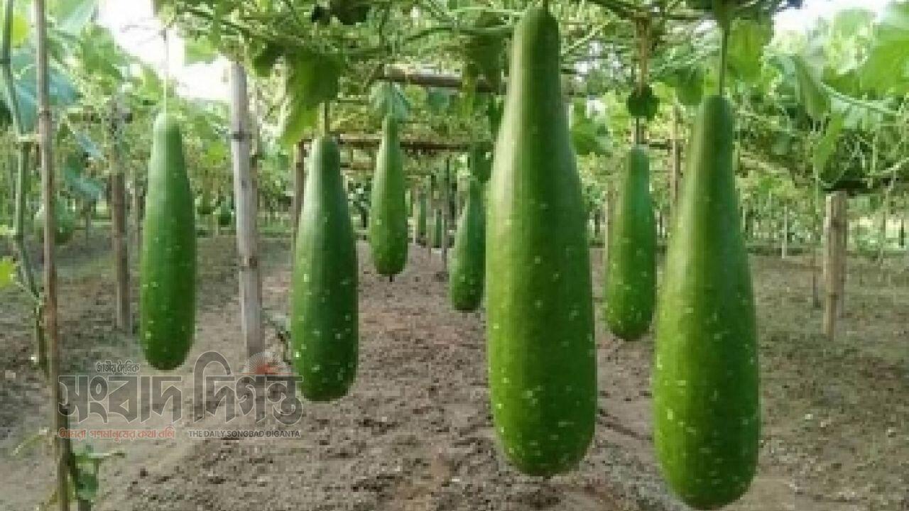 ওজন কমাতে নিয়মিত লাউ খান