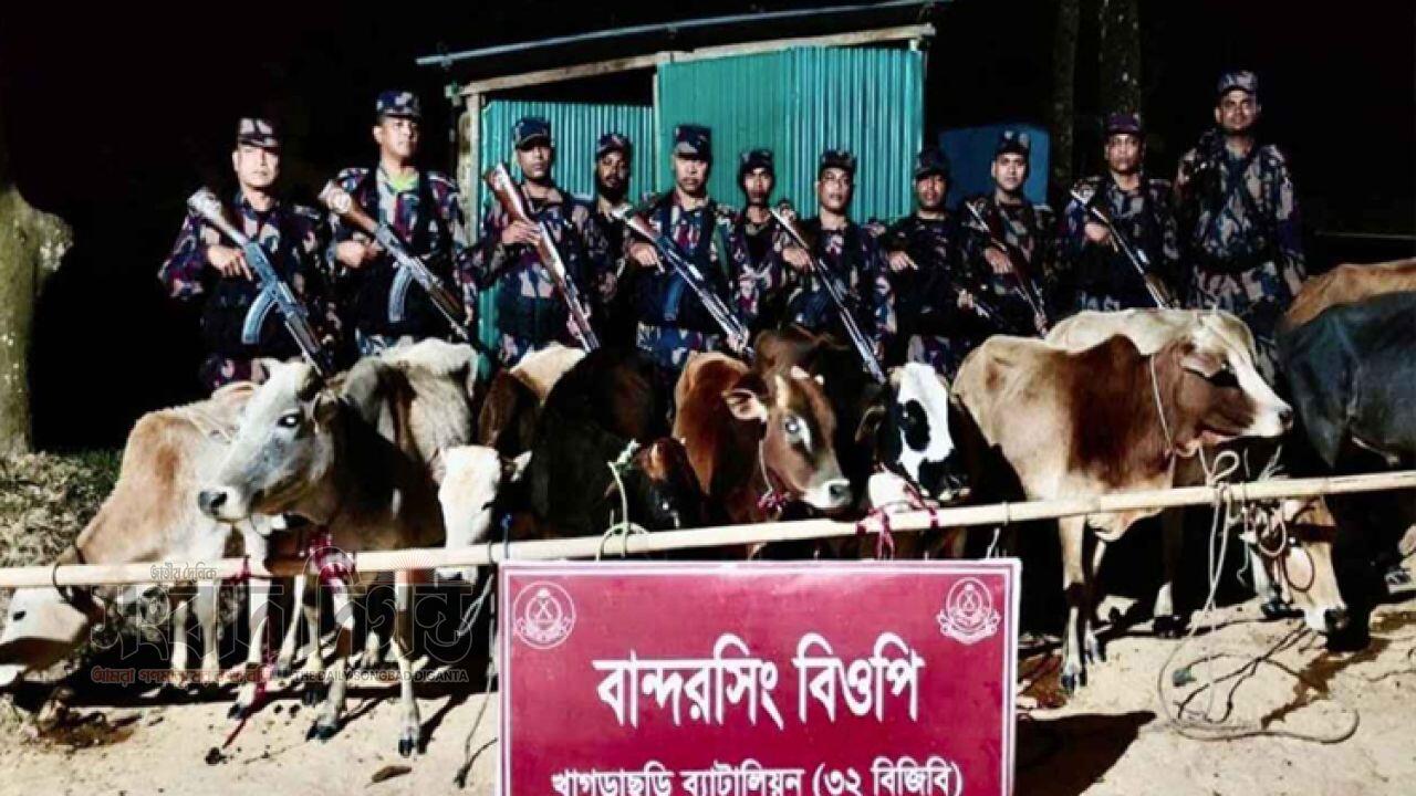 সীমান্ত নিরাপত্তায় বিজিবির অভিযান খাগড়াছড়িতে গরু জব্দ
