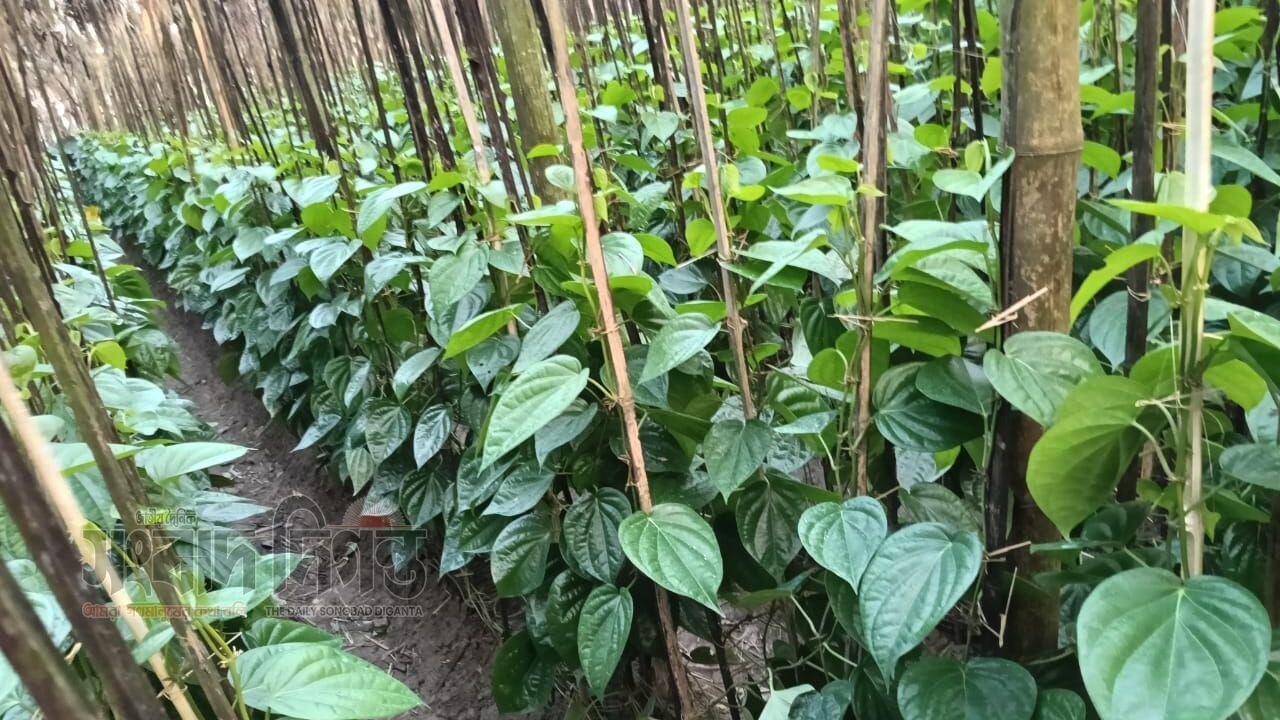 সম্ভাবনার সবুজ স্বপ্ন, চাঙ্গা হচ্ছে গ্রামীণ অর্থনীতি