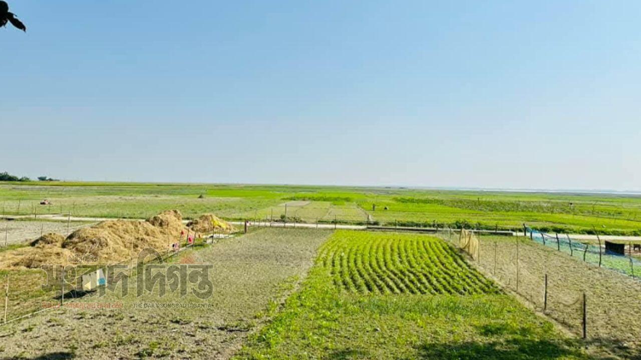 নেত্রকোণায় হাওরে ফসল রক্ষা বাঁধের নির্মাণ কাজ সময়মতো শুরু না হওয়ায় শঙ্কায় কৃষকরা