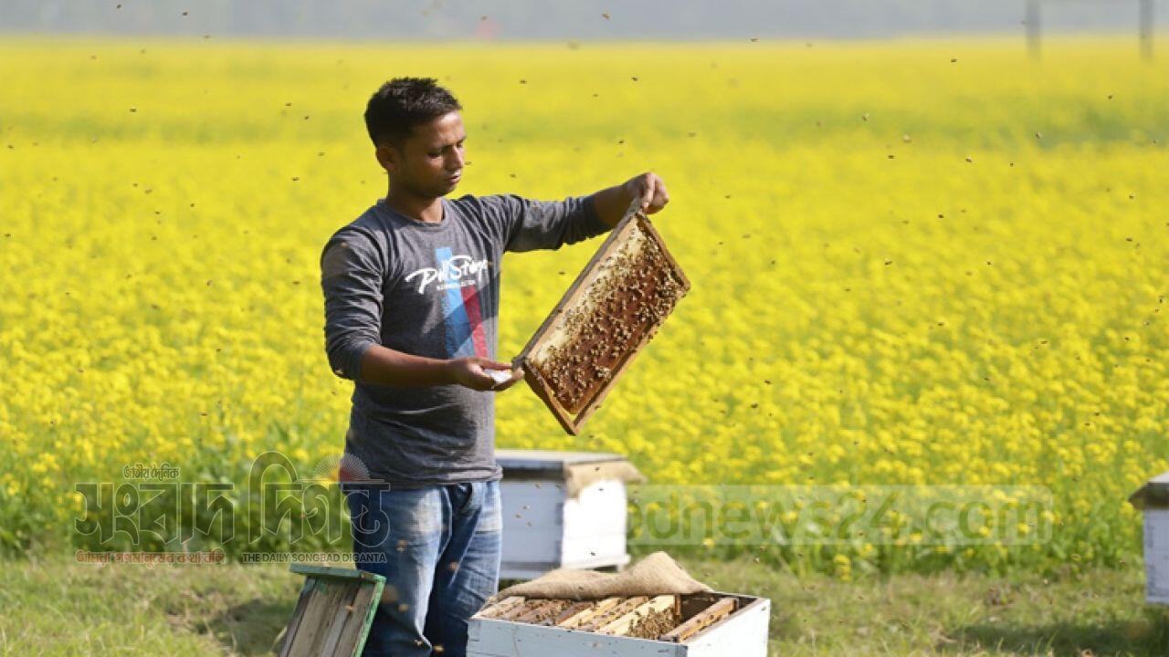 ইসলামপুরে সরিষার চাষের সাফল্য মৌয়ালরা মধু সংগ্রহে ব্যস্ত