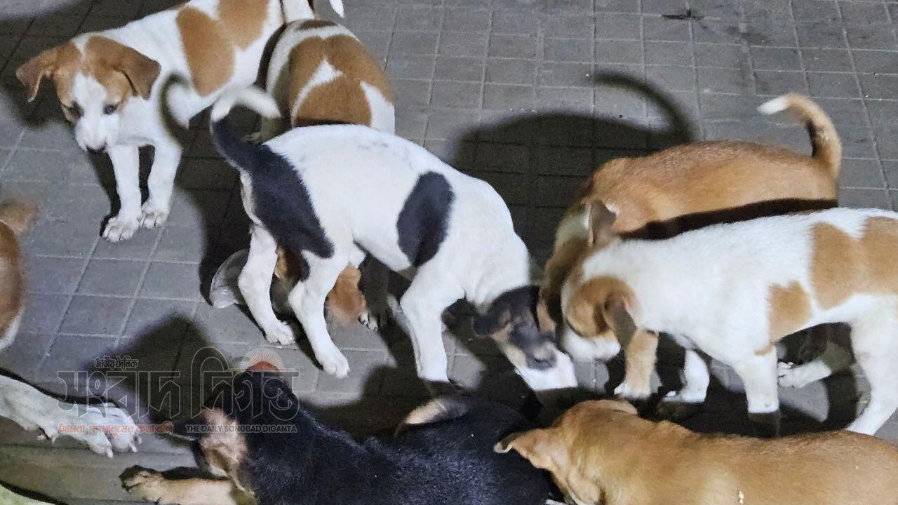 নেত্রকোণা সদর হাসপাতালের ভেতরে কুকুরের বিচরণে চরম আতঙ্ক 