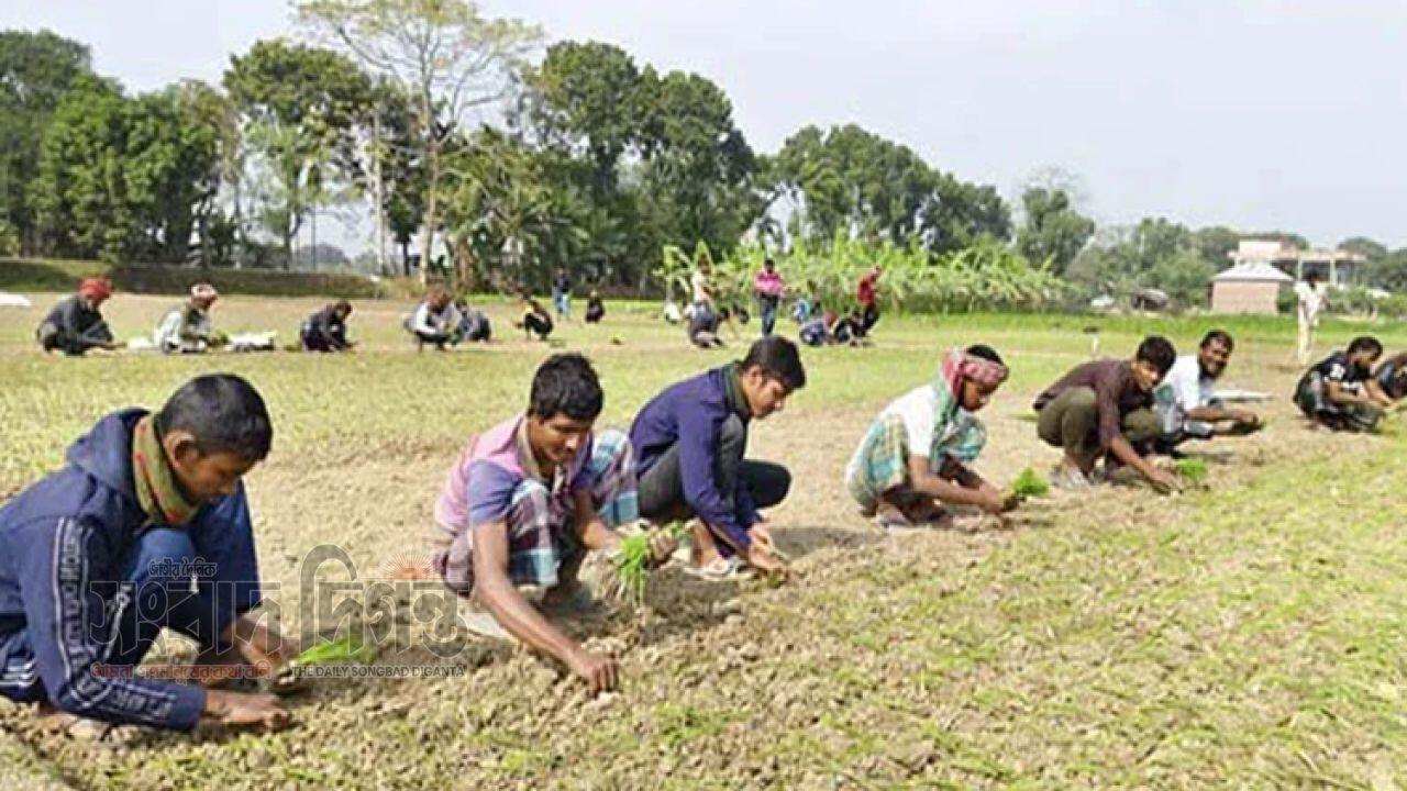 সার সংকটের কবলে কুমারখালীর পিঁয়াজ চাষিরা