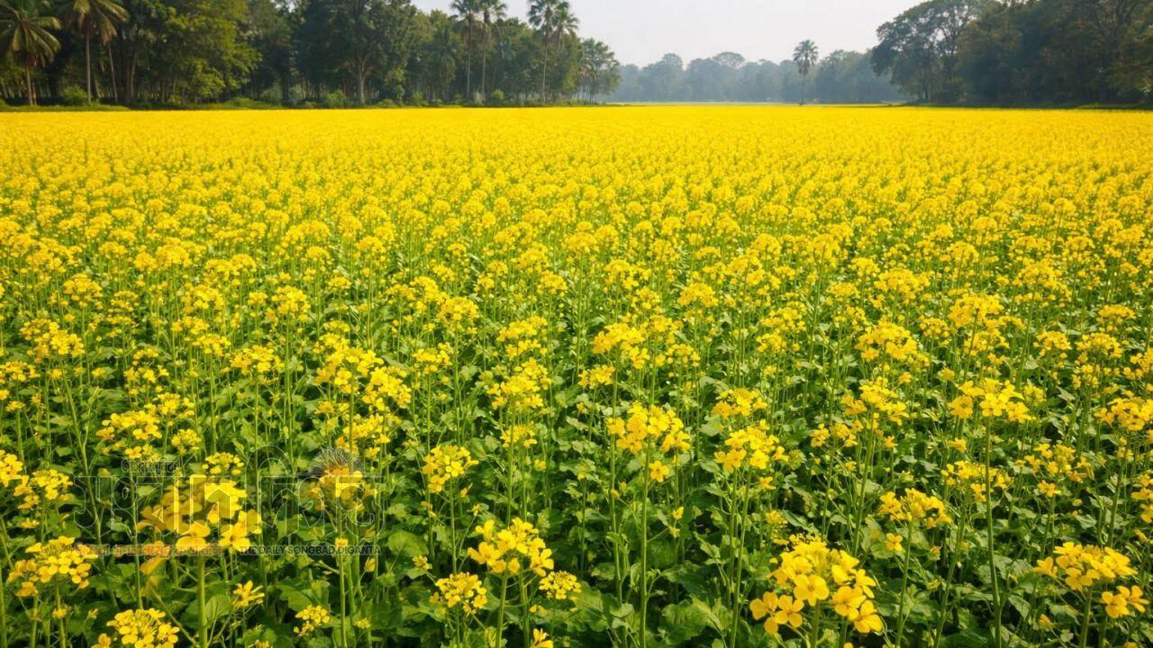 নেত্রকোনা শহরের পাশেই রবি শস্যে সবুজ স্বপ্ন, রফিকুল ইসলামের বাম্পার ফলনের গল্প