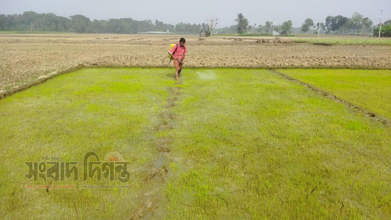 শৈত্যপ্রবাহে বীজতলায় ক্ষতি, বোরো আবাদ নিয়ে দুশ্চিন্তায় কৃষক 