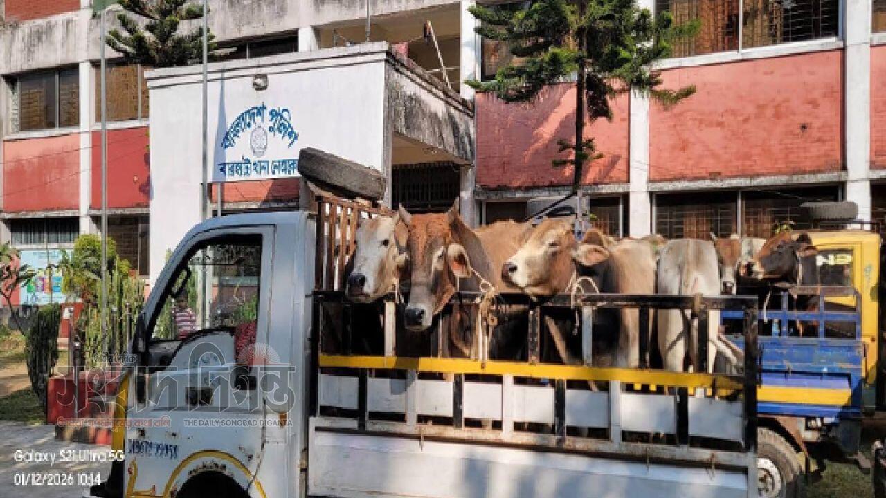 নেত্রকোনায় ৬ পিকআপভর্তি ৩২ ভারতীয় গরু জব্দ, আটক চোরাকারবারি 
