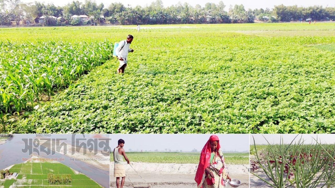 তিস্তার বুকে সবুজের হাতছানি, রবিশস্য চাষে স্বপ্ন দেখছেন চরাঞ্চলের কৃষকরা