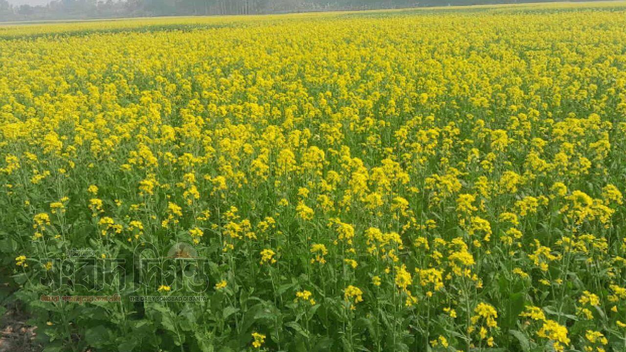 মাঠ জুড়ে শোভা পাচ্ছে সরিষার ফুল