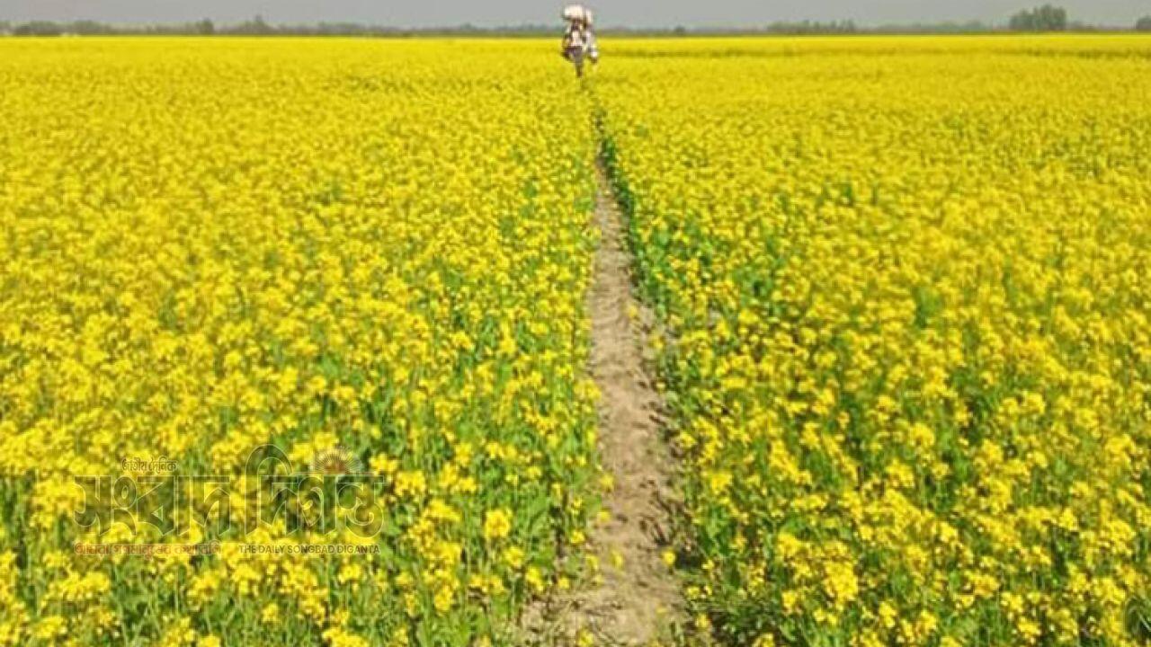 নারায়ণগঞ্জে সরিষা ফসলের ভালো ফলনের সম্ভাবনা