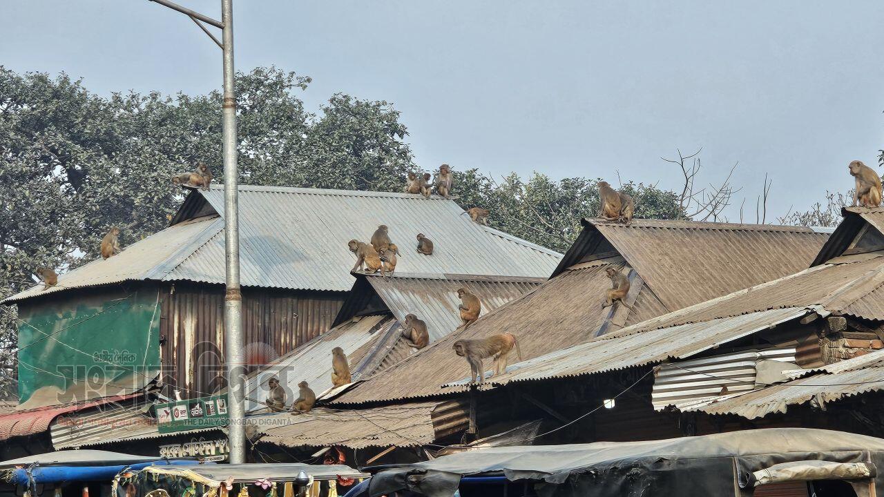 খাদ্য সংকটে বিলুপ্তির পথে বরমীর বানর, নীরবে বদলে যাচ্ছে ঐতিহ্য 