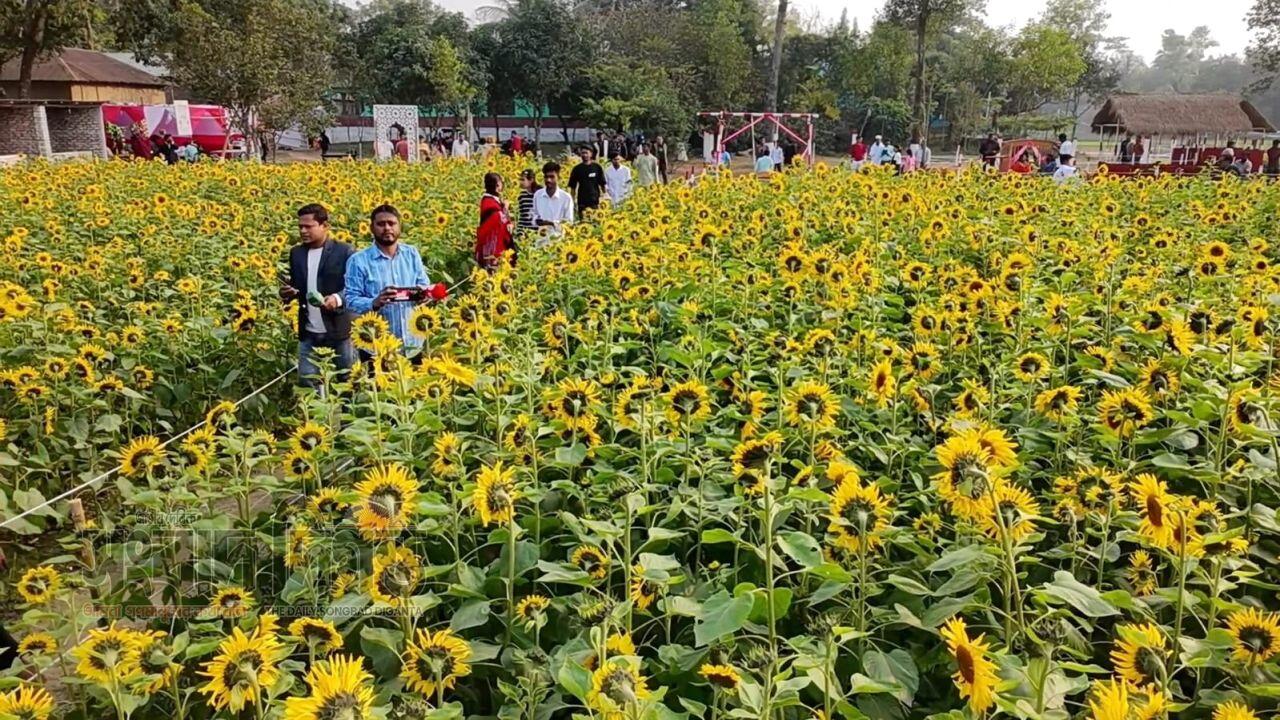 সূর্যমুখীর হলুদ হাসিতে দর্শনার্থীদের ভিড়