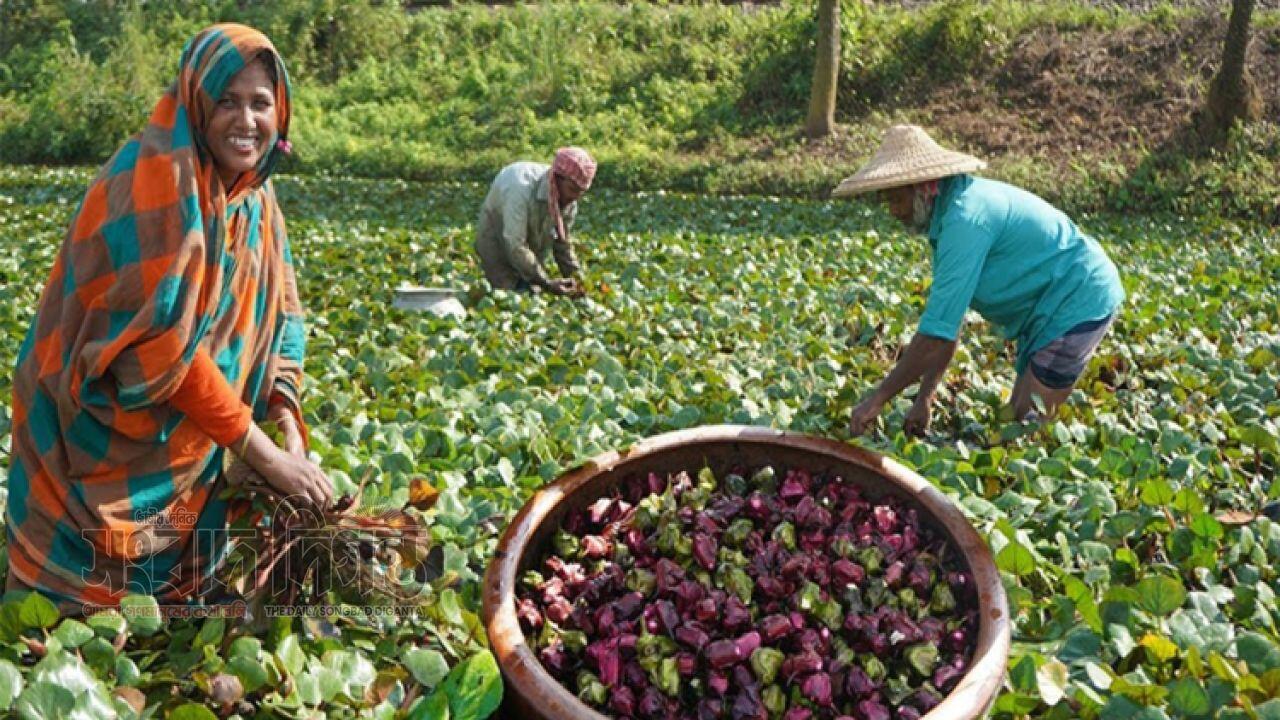 গরমে সুস্থ থাকতে পানিফল কেন জরুরি