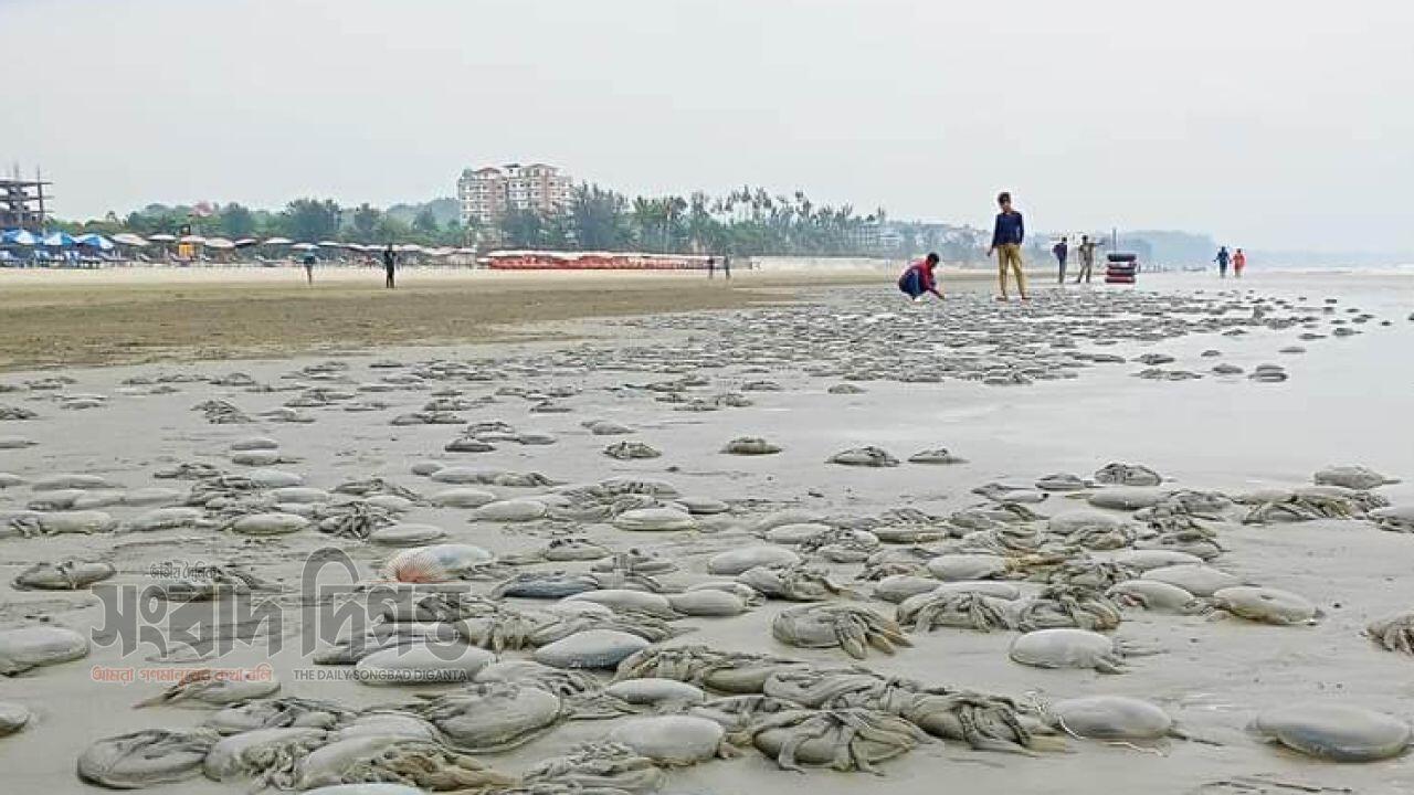 কুয়াকাটা সমুদ্রে ভেসে আসছে মৃত জেলিফিশ