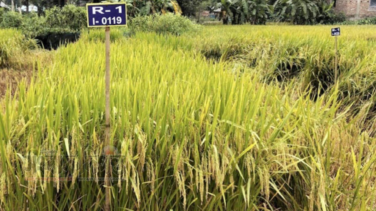 শস্য ভান্ডারে যুক্ত হলো দু'টি হাইব্রিডসহ ছয় নতুন ধানের জাত