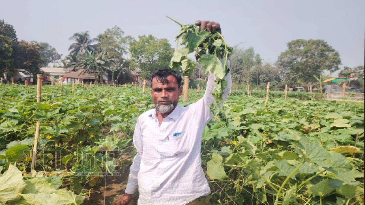 শ্রীপুরে রাতের আঁধারে শসা ক্ষেত কেটে নষ্ট, কৃষকের লাখ টাকার ক্ষতি
