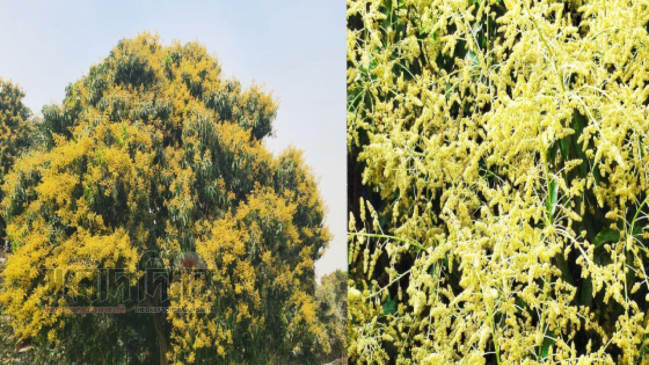 নারায়ণগঞ্জের বসন্তে আমের মুকুলে সুবাসিত গ্রামাঞ্চল, ভালো ফলনের প্রত্যাশা