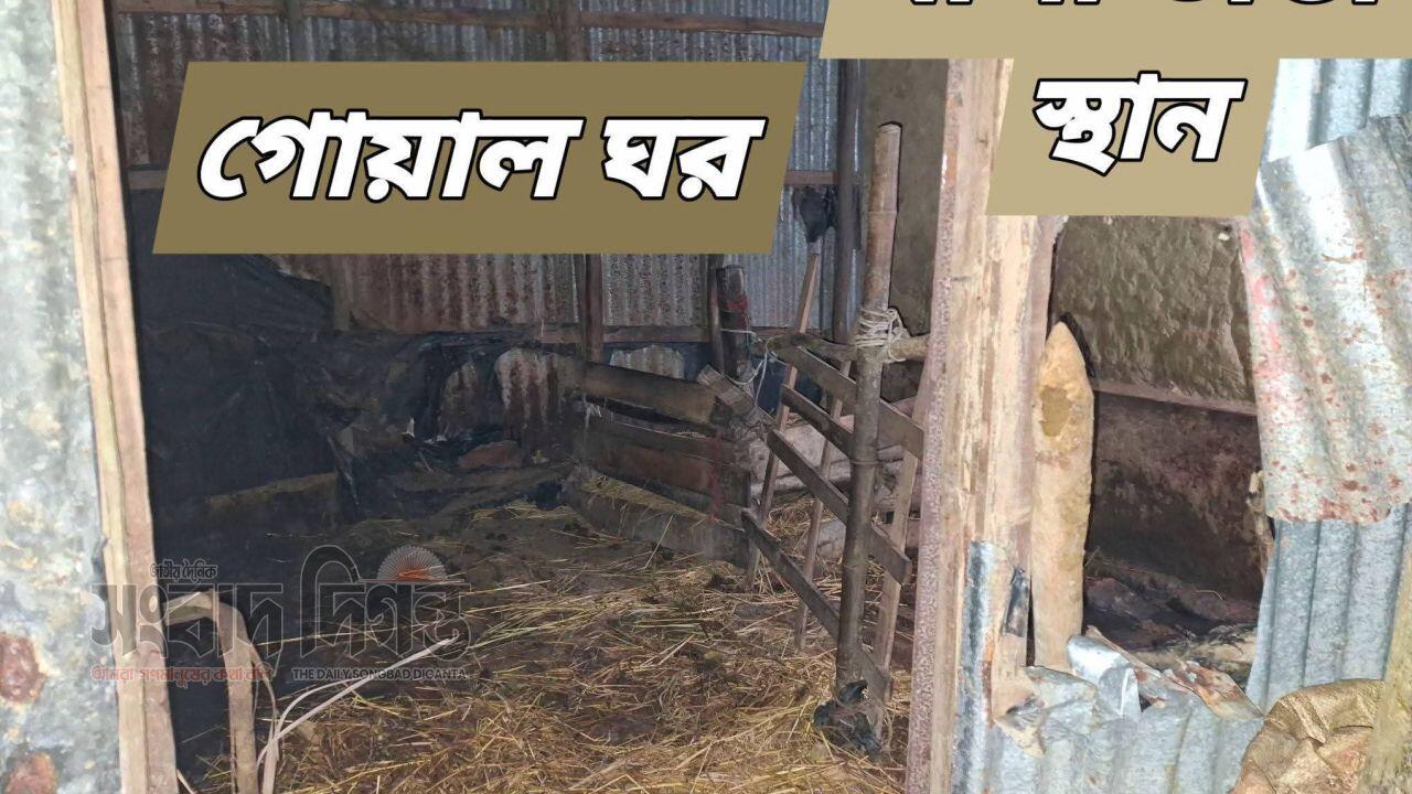 চন্দনাইশ পৌরসভায় দুর্ধর্ষ গরু ডাকাতি বাধা দিতে গিয়ে গুলিবিদ্ধ হয়ে গরু মালিক নিহত