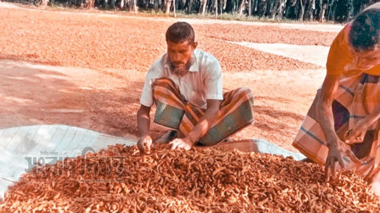 ফুলবাড়িয়ার বিখ্যাত হলুদ বছরে ৫০ কোটি টাকার বিক্রয় 