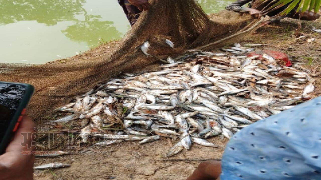 ফুলবাড়ীয়ায় ফিসারিতে বিষ দিয়ে মাছ মারা’র অভিযোগ, ২ লাখ টাকার ক্ষয়ক্ষতি