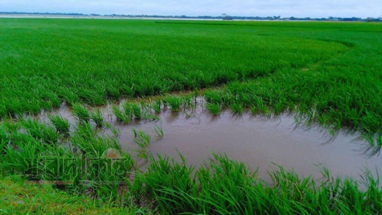 নেত্রকোনায় বেড়েছে আগাম বন্যার ঝুঁকি, হাওরে বোরো ফসল নিয়ে কৃষকের শঙ্কা