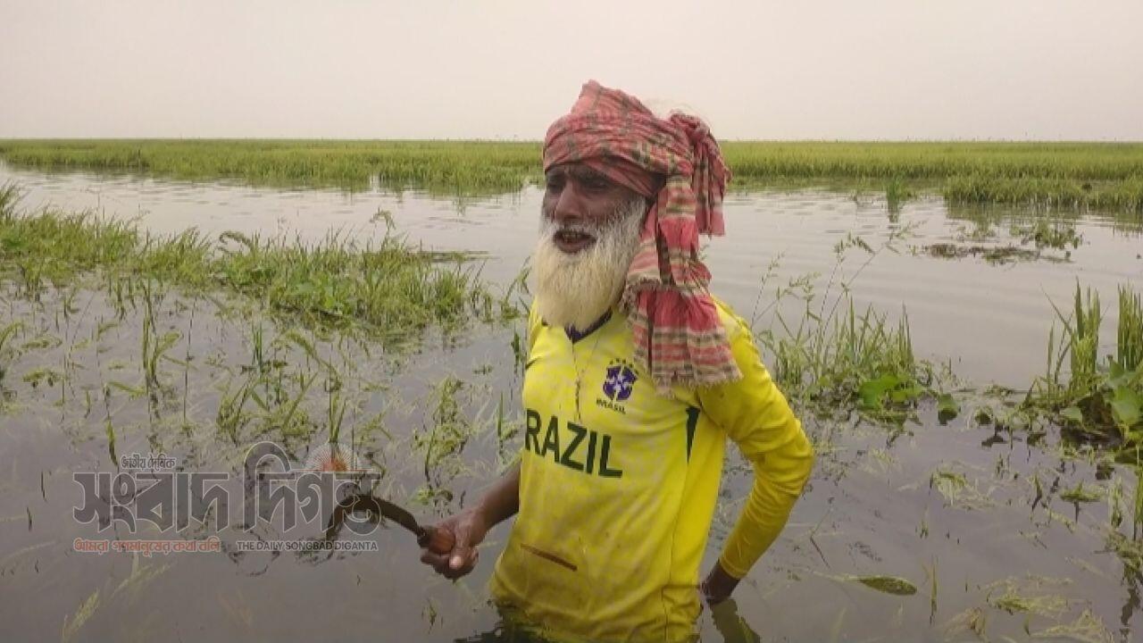 ভারী বৃষ্টির পানিতে প্লাবিত হাওর, হতাশার আগুনে কৃষক
