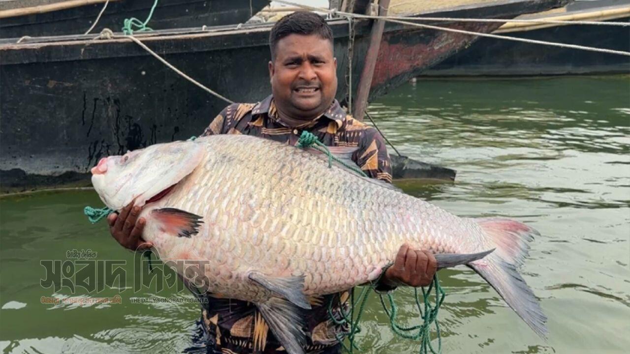 দৌলতদিয়ায় বিরল সাইজের কাতলা মাছ, নিলামে চড়া দামে বিক্রি