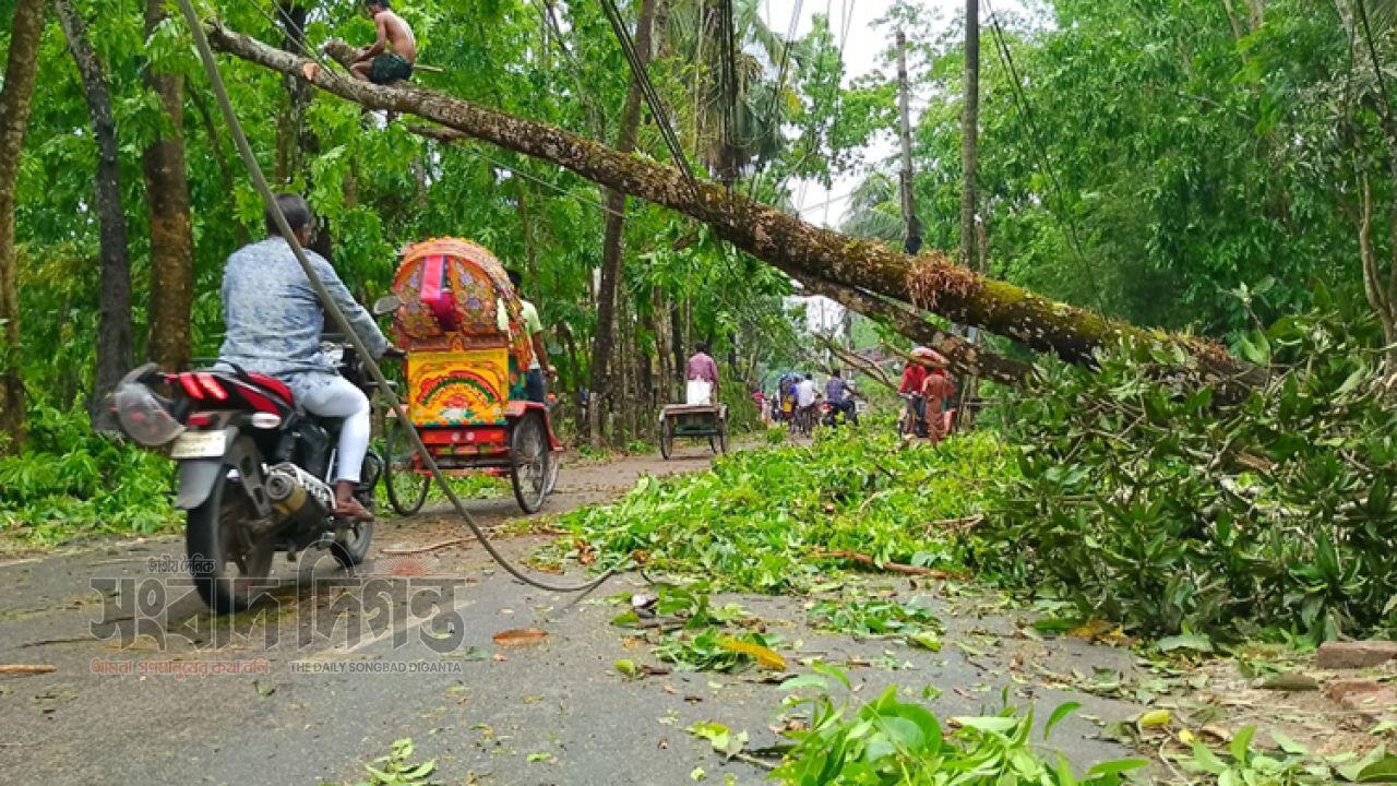 কালবৈশাখীর আঘাতে কেশবপুরে শত শত গাছ উপড়ে, বিদ্যুৎ বিপর্যয় 