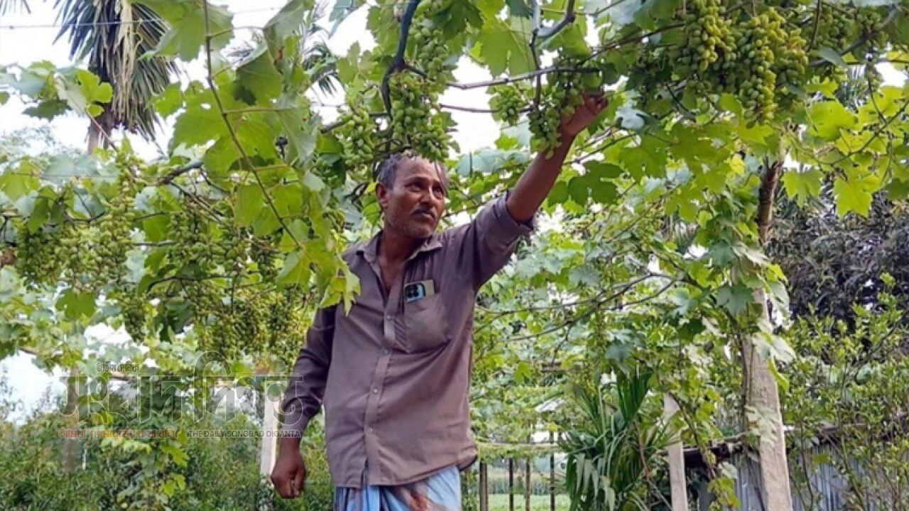 মরুভূমির স্বপ্ন এবার বাংলার মাটিতে , পীরগঞ্জে আঙুর বাগানে সফলতার গল্প