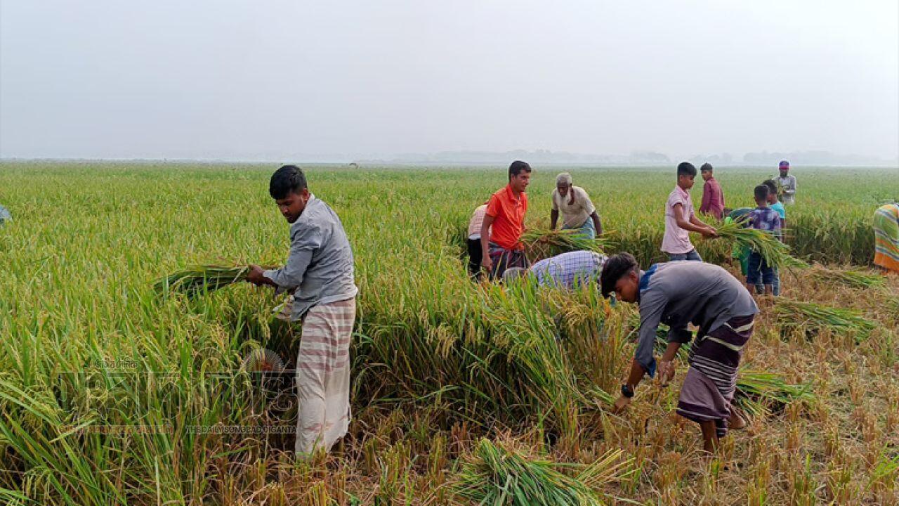 চলনবিলে সোনালি ধানের সমারোহ, শুরু হয়েছে বোরো ধান কাটা উৎসব