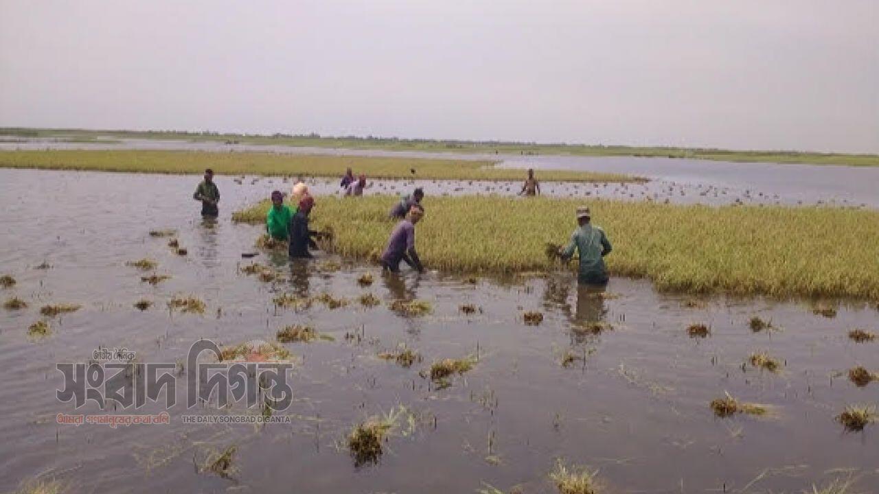মধ্যনগরে বৃষ্টি অবিরাম, হাওর প্লাবিত, অধিকাংশ কৃষক সর্বহারা