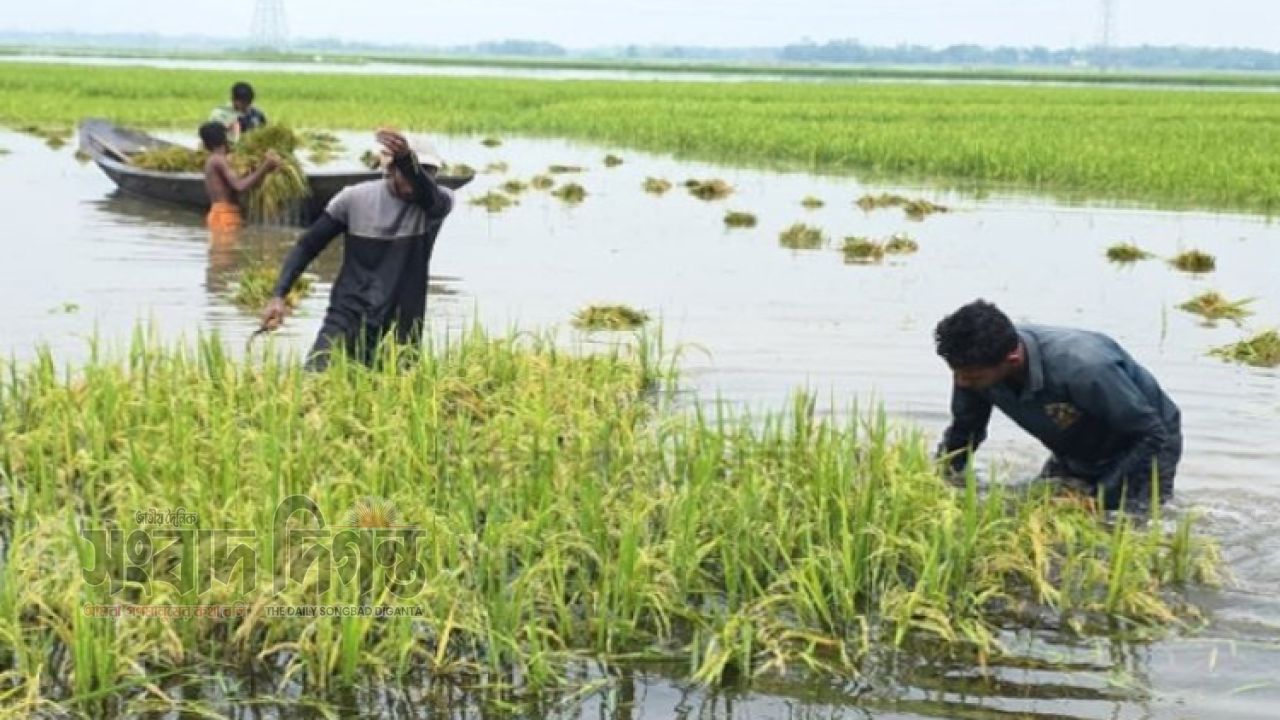 নেত্রকোনার হাওড়ে অকালবন্যার শঙ্কা ধান কাটতে কৃষকদের জরুরি সতর্কতা 