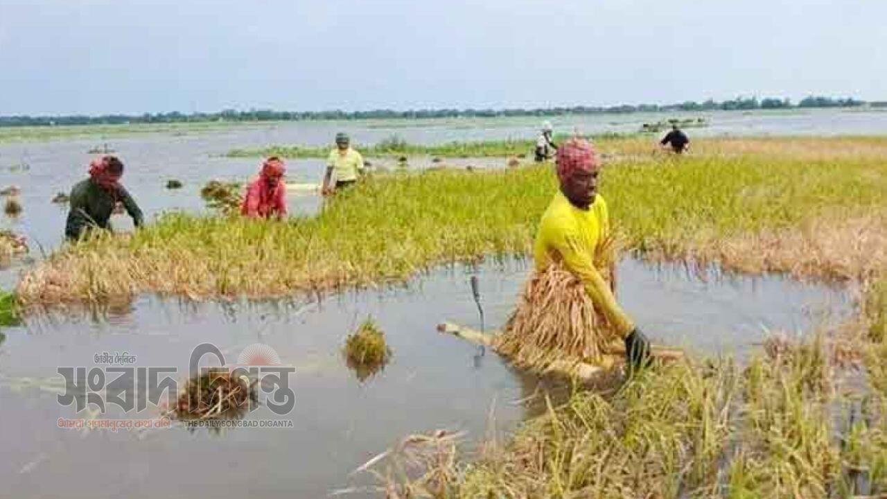 টানা বৃষ্টিতে হাওড়ে বিপর্যয়, পানিতে তলিয়ে কৃষকের স্বপ্ন 