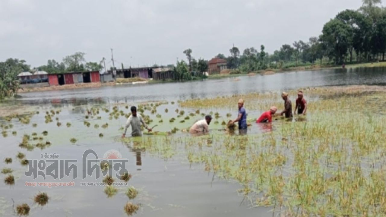 ব্যক্তিস্বার্থে কালভার্ট বন্ধে ডুবছে ফসল, দিশেহারা পাকুন্দিয়ার কৃষক