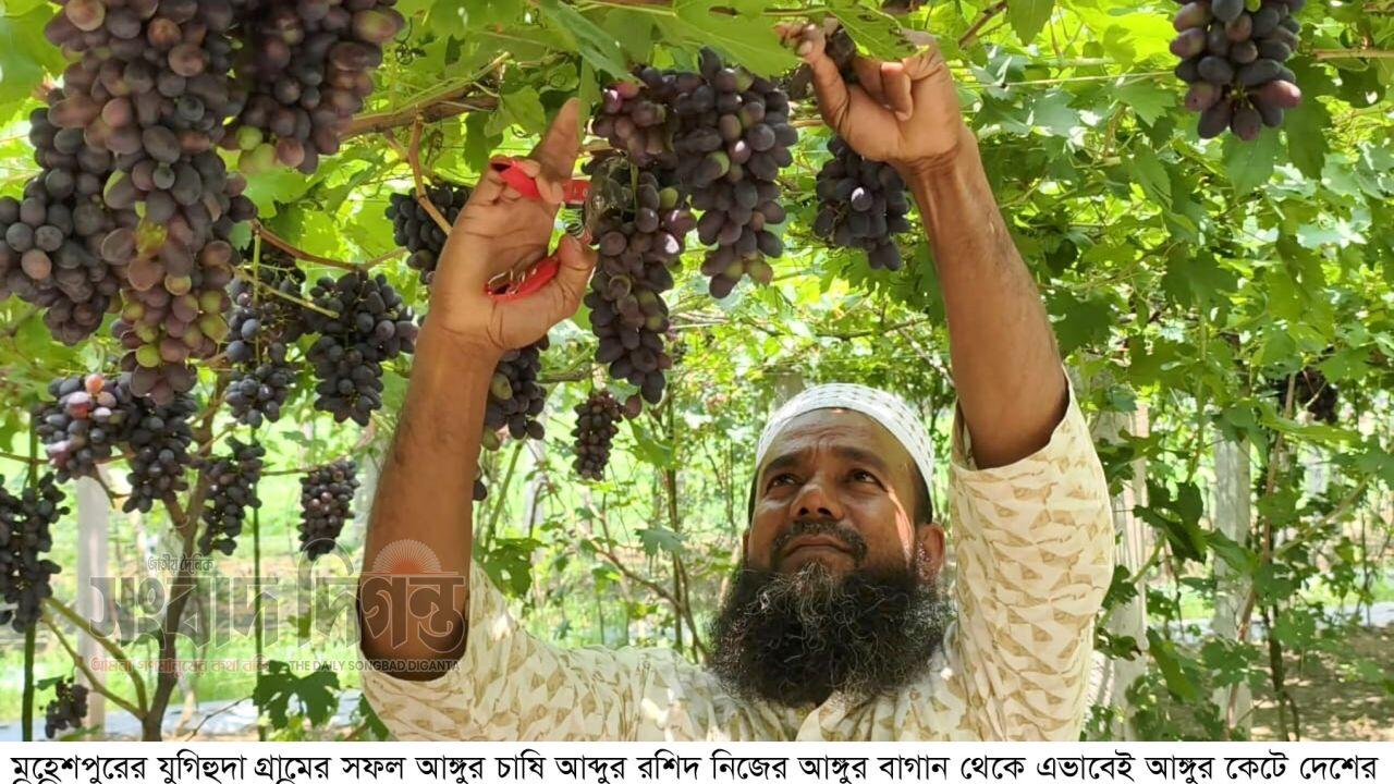 ইউটিউব দেখে আঙ্গুর চাষ, বদলে গেছে মহেশপুরের কৃষক রশিদের জীবন 