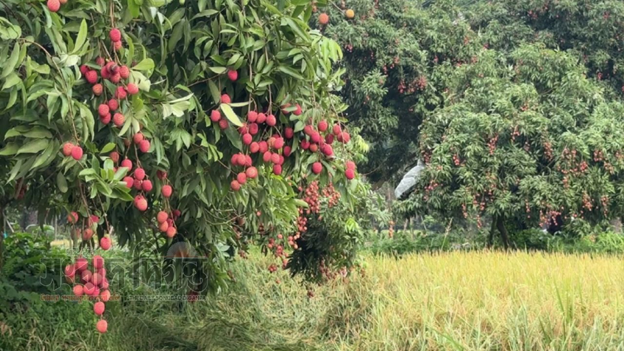 পিরোজপুরের তারাবুনিয়া এখন ‘লিচু গ্রাম’, বাণিজ্যিক চাষে বদলে যাচ্ছে অর্থনীতি 