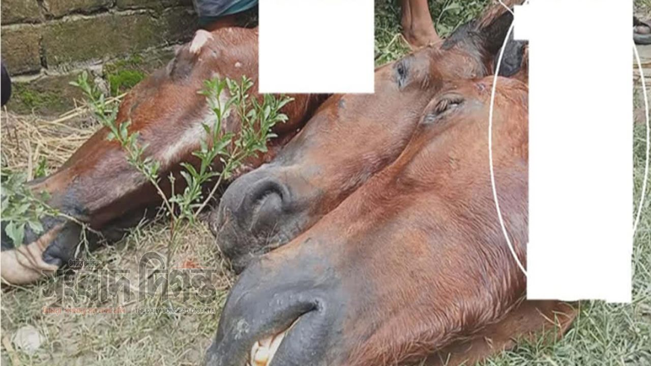 রংপুর বিভাগের গাইবান্ধার সাদুল্লাপুরে ঘোড়া জবাই  করে গোশত পাচারের চেষ্টা, গ্রেফতার ৬
