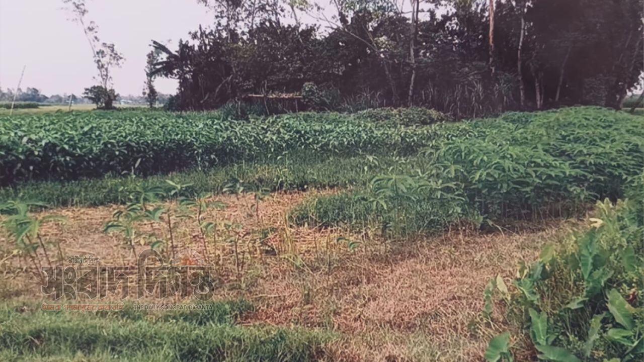 জামালপুর মাদারগঞ্জে জমি দখল, মিথ্যা মামলা ও হয়রানির অভিযোগ উঠেছে 