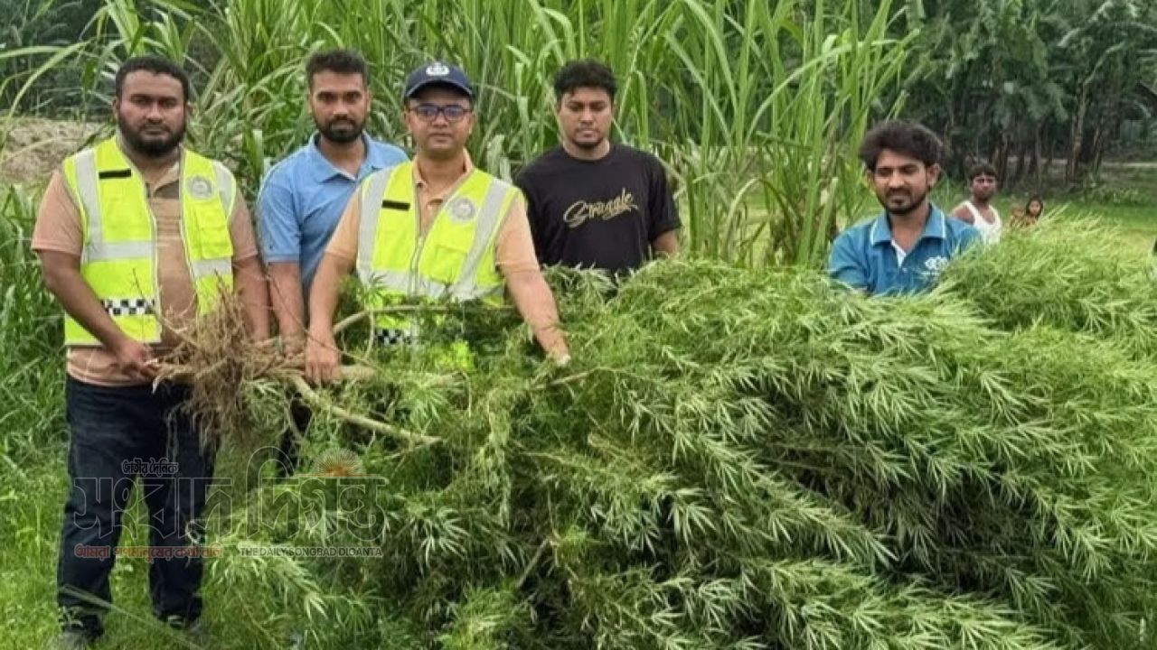 ভুরুঙ্গামারীতে মরিচ ক্ষেতের আড়ালে গাঁজা চাষ, পুলিশের অভিযানে ১০ ফুট লম্বা গাছ উদ্ধার