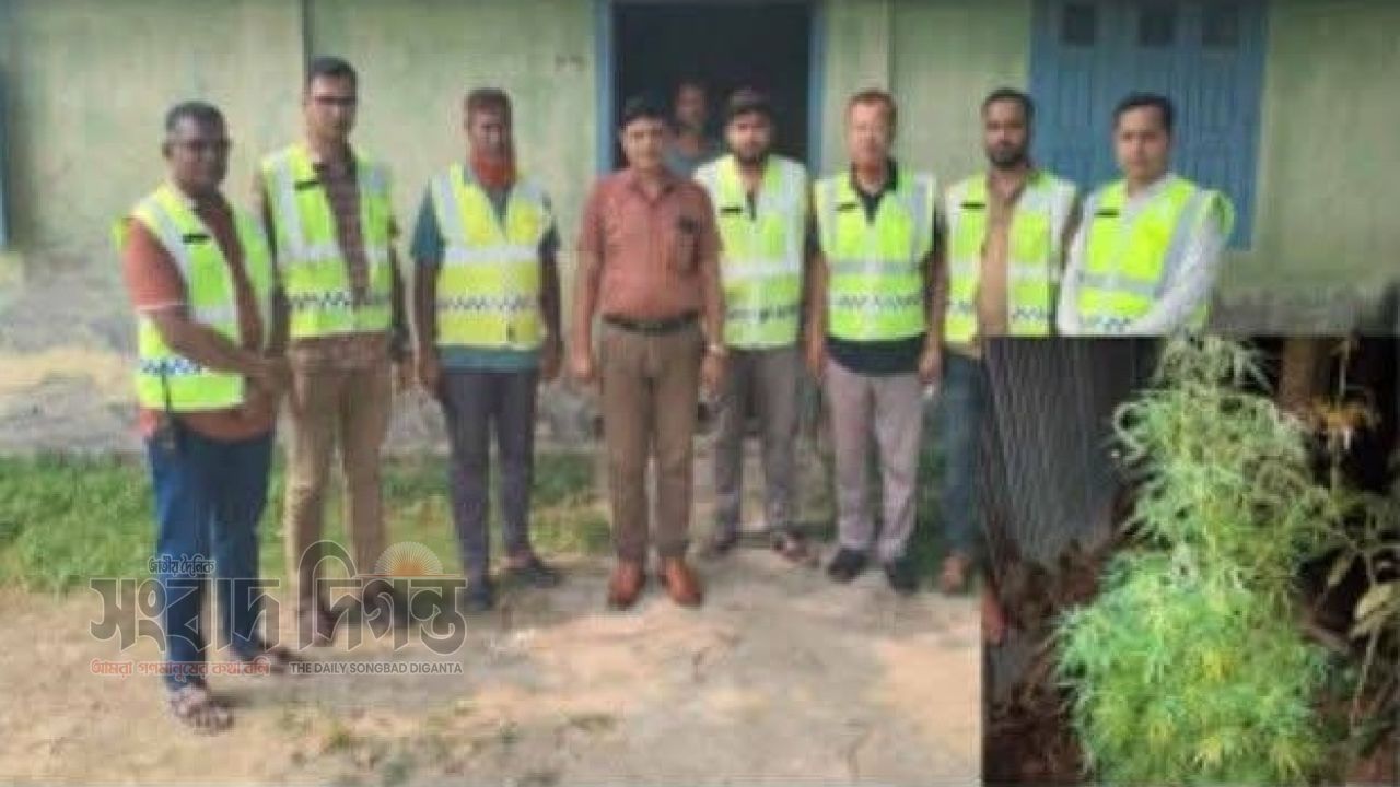 পাঁচবিবিতে গ্রাম পুলিশের বাড়িতে গাঁজার গাছ উদ্ধার, আটক ১ 