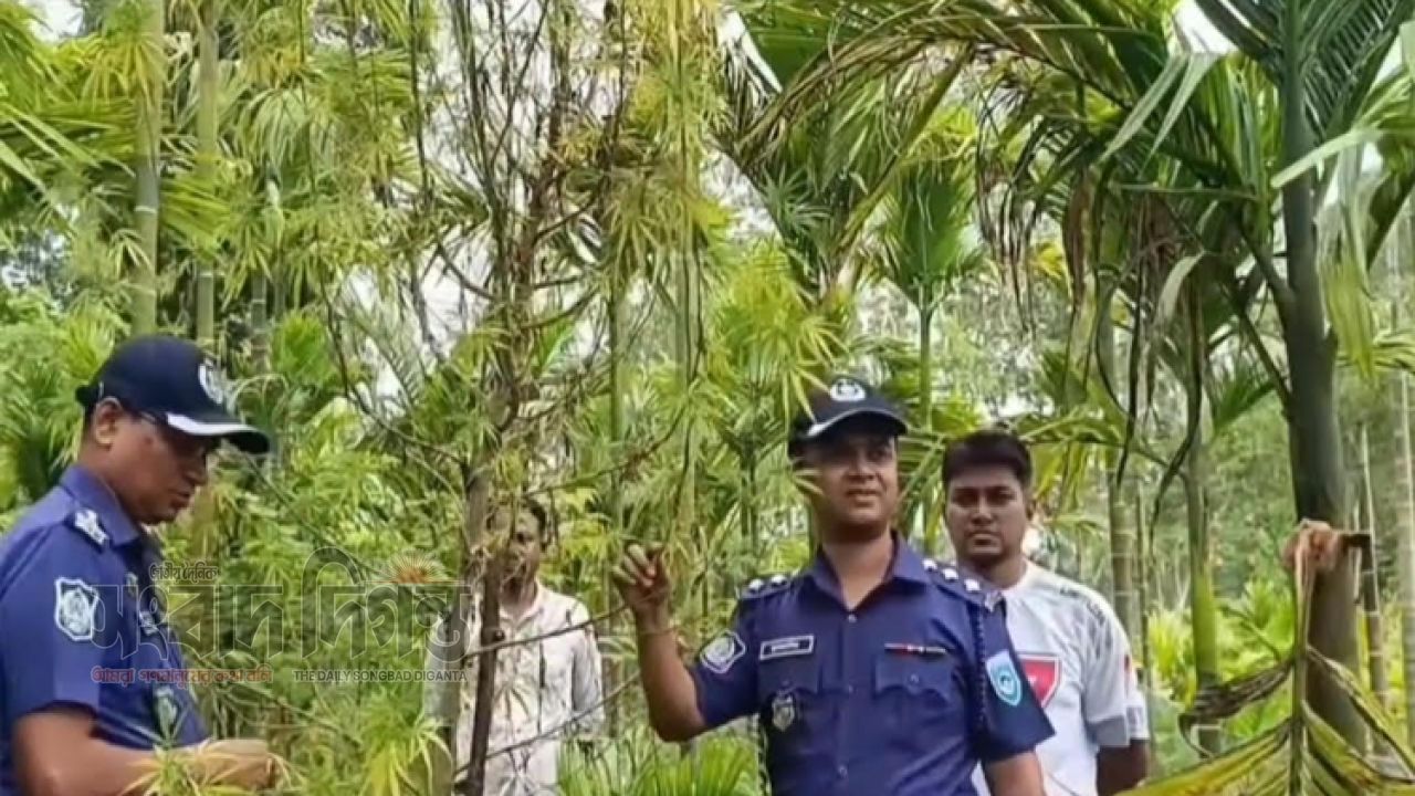 সুপারি বাগানের আড়ালে গাঁজা চাষের আস্তানা, ভূরুঙ্গামারীতে পুলিশের অভিযানে ৪টি গাঁজা গাছ জব্দ 