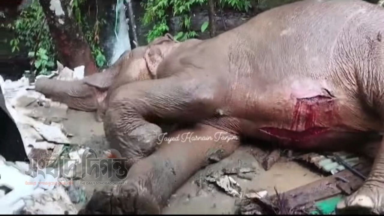 কক্সবাজারের  টেকনাফে দুইশতফুট উঁচু পাহাড় হতে পড়ে বন্যহাতি পা ভেঙ্গে গুরুত্বর আহত