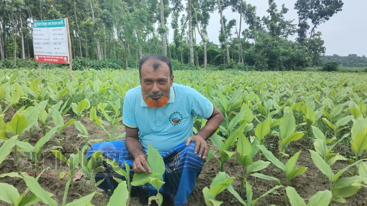 কৃষিতে নতুন সম্ভাবনা মনিরামপুরে বাণিজ্যিক ভিত্তিতে