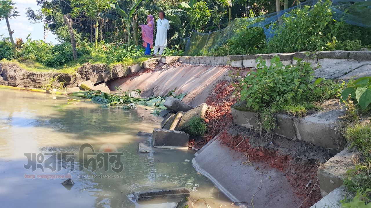 গঙ্গাচড়ায় তিস্তার তীর রক্ষা বাঁধে ভয়াবহ ধস, ঝুঁকিতে ইউপি ভবন ও মসজিদ