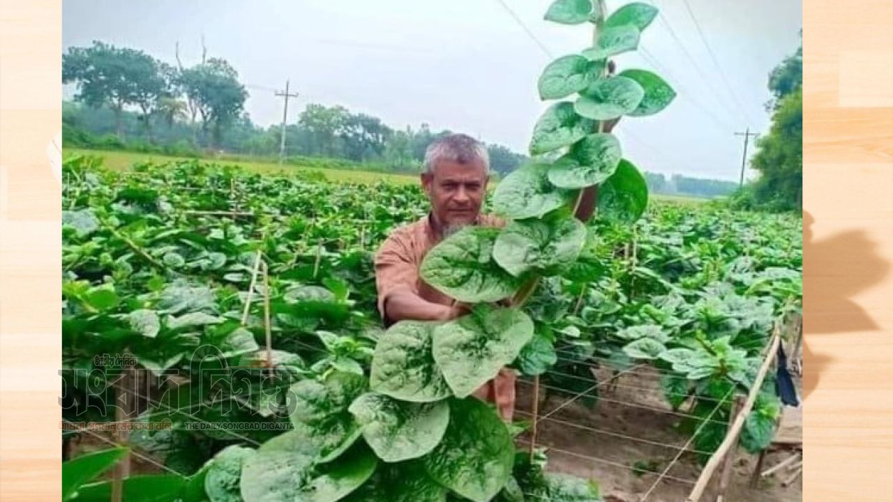 বর্ষাকালে পুঁই শাক খাওয়ার স্বাস্থ্যের জন্য জরুরি নিরাপদ