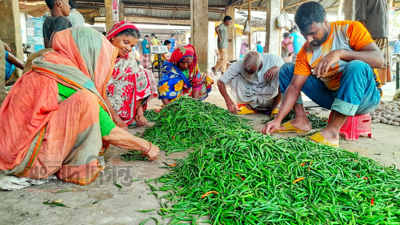 নওগাঁয় মরিচের দামে আগুন, পাইকারিতে ২৫০ টাকা ছুঁইছুঁই 