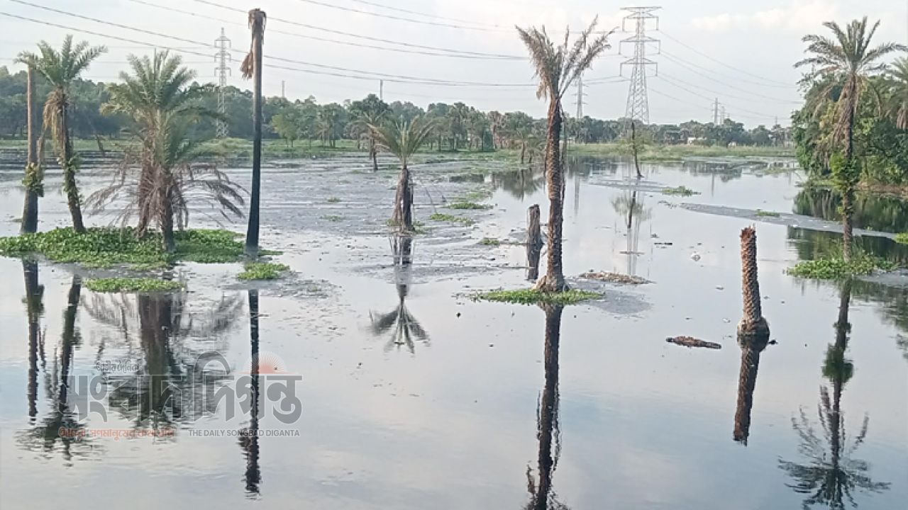 দূষণে হারিয়ে যাচ্ছে শ্রীপুরের লবলঙ্গ নদী, বিপর্যস্ত কৃষি ও জনজীবন