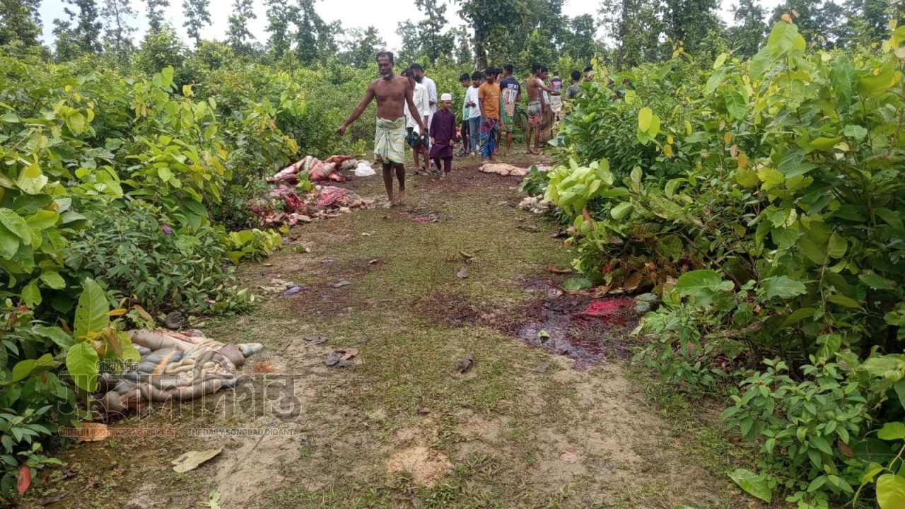 শ্রীপুরে জঙ্গলে ১২টি ঘোড়া জবাই পড়ে আছে মাথা-চামড়া, মাংস নিয়ে উধাও দুর্বৃত্তরা 