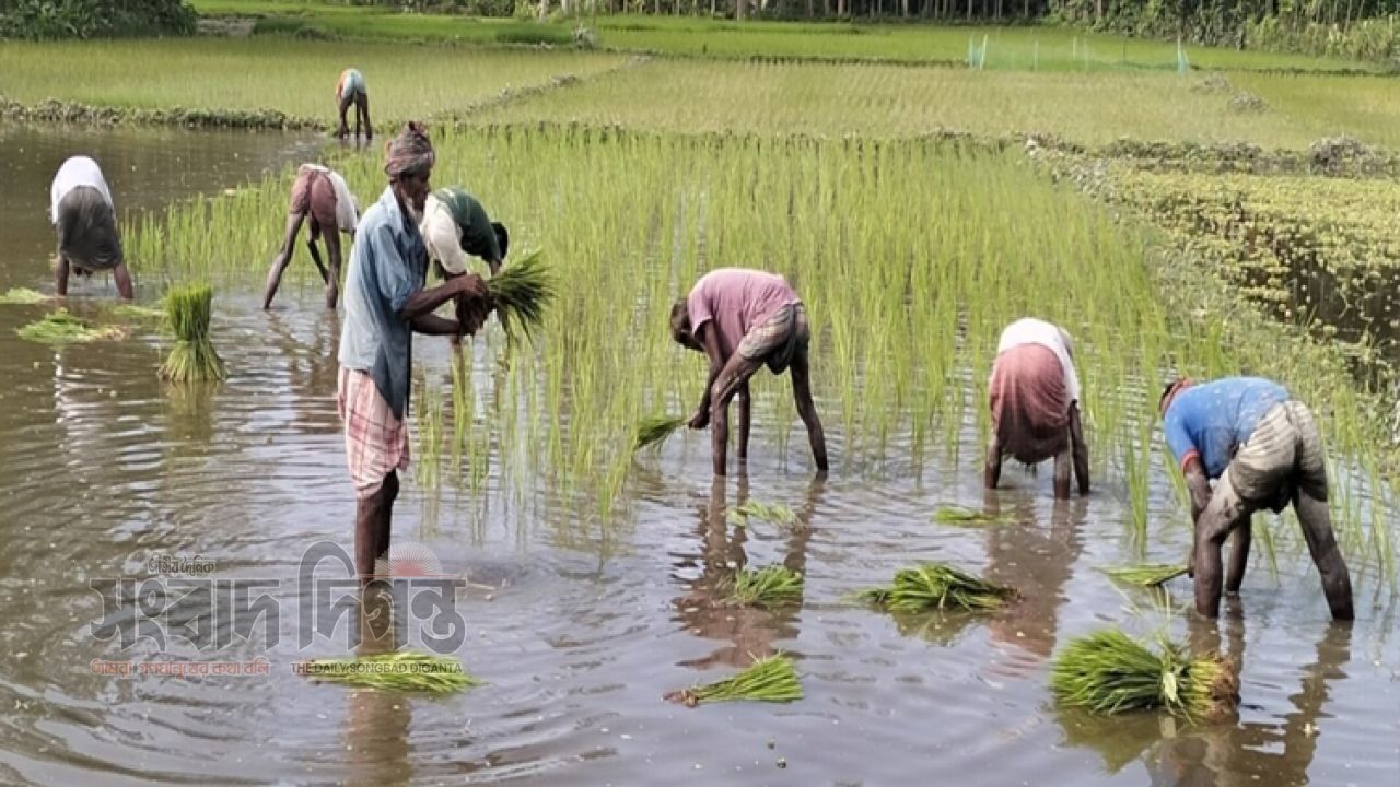 বরাদ্দ আছে, তবু সার নেই ,আমন চাষে কুড়িগ্রামের কৃষকের হাহাকার 