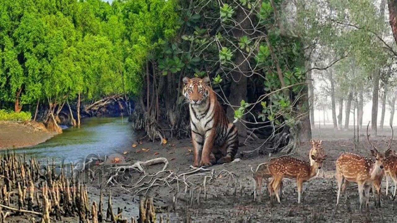 তিন মাসের নিষেধাজ্ঞা শেষে কাল খুলছে সুন্দরবন, প্রস্তুত জেলে-বনজীবীরা 